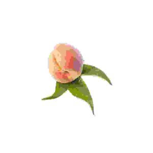 Apples